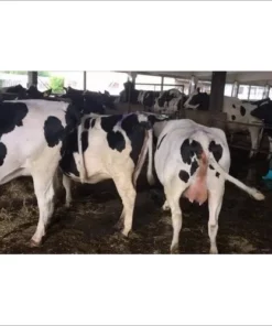 Pregnant Holstein Heifers Cows For Sale